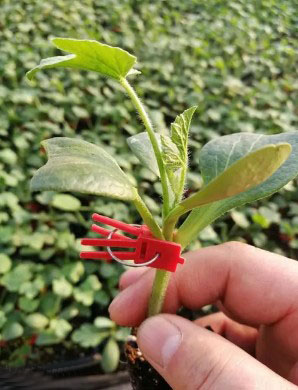 安阳哪有卖西瓜苗,汝州嫁接2k\美都西瓜苗育苗厂2026